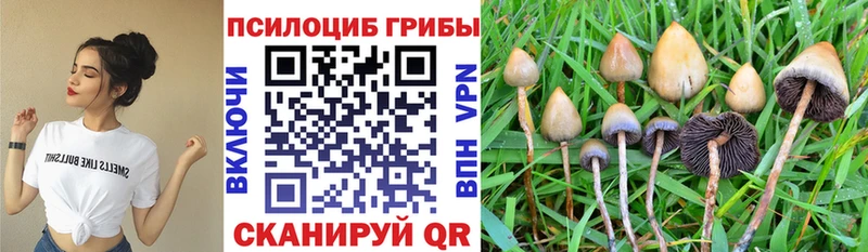 даркнет сайт Сковородино Псилоцибиновые грибы Psilocybe